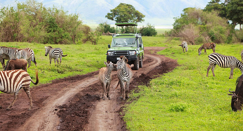 Explore the wonders of Tanzania Safari, for its your ultimate Adventure.