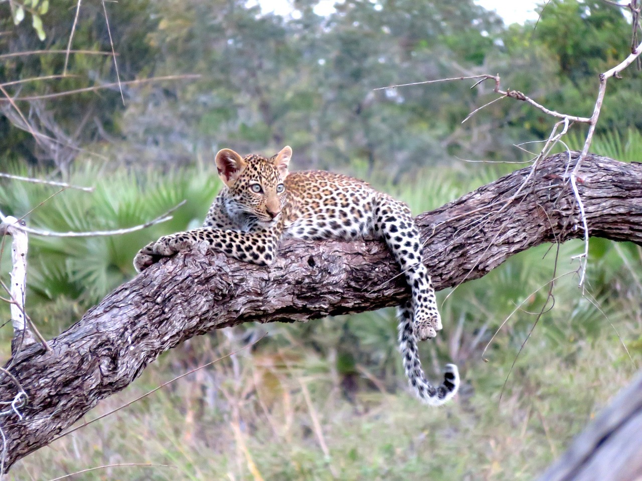 leopard, africa, animal-1021486.jpg Explore the wonders of Tanzania Safari, for its your ultimate Adventure.