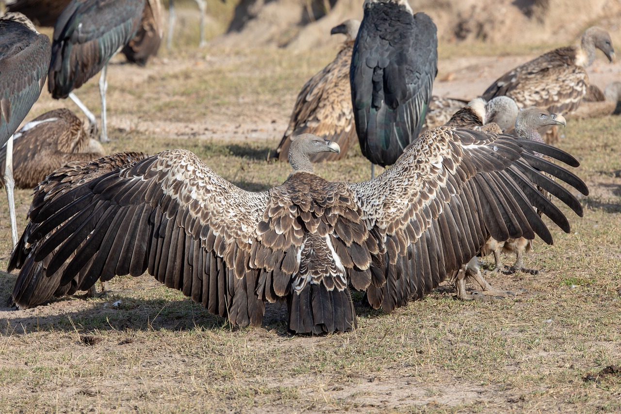 rüppell's vulture, africa, Explore the wonders of Tanzania Safari, for its your ultimate Adventure. wildlife-6940197.jpg
